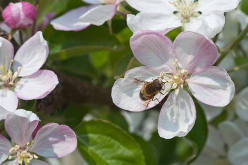 Frühlingsblüte in Tisens / Prissian